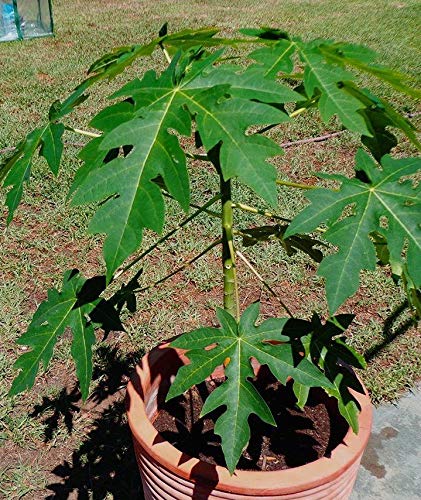 Papaya Live Plant (Carica papaya) | Papaw/Pawpaw Plant | Papaya Sapling | Medicinal House Plant Live with Pot