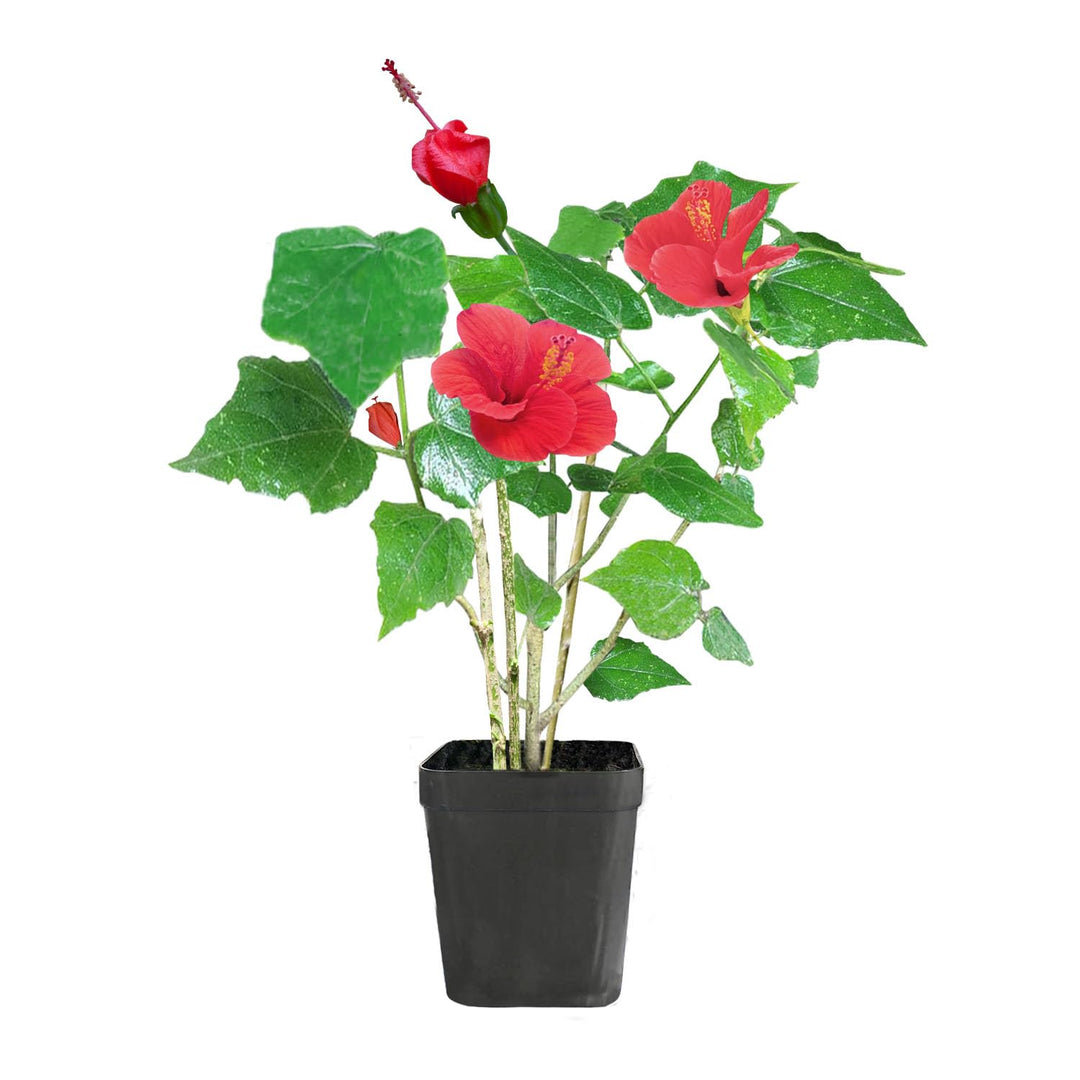 Live Lonka Joba Plant with Pot (Chili-Shaped Hibiscus) / Rare Hibiscus rosa-sinensis Variety/Flowering Plant for Home Garden/Easy to Grow/Outdoor &amp; Balcony Plant