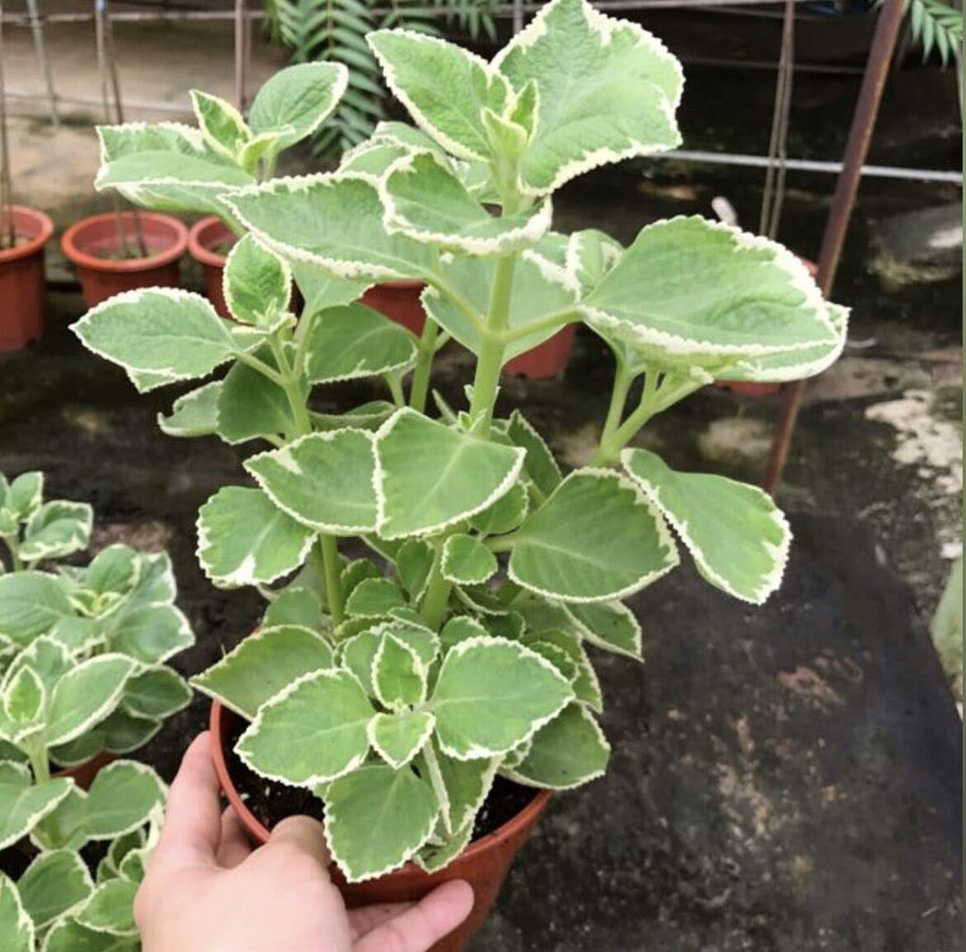 Variegated Ajwain Plant | Oregano Medicinal Plants -  Mexican Mint, Karpuravalli Plants, Ajowan Caraway, Thymol/Carom Seeds | Plant with Pot