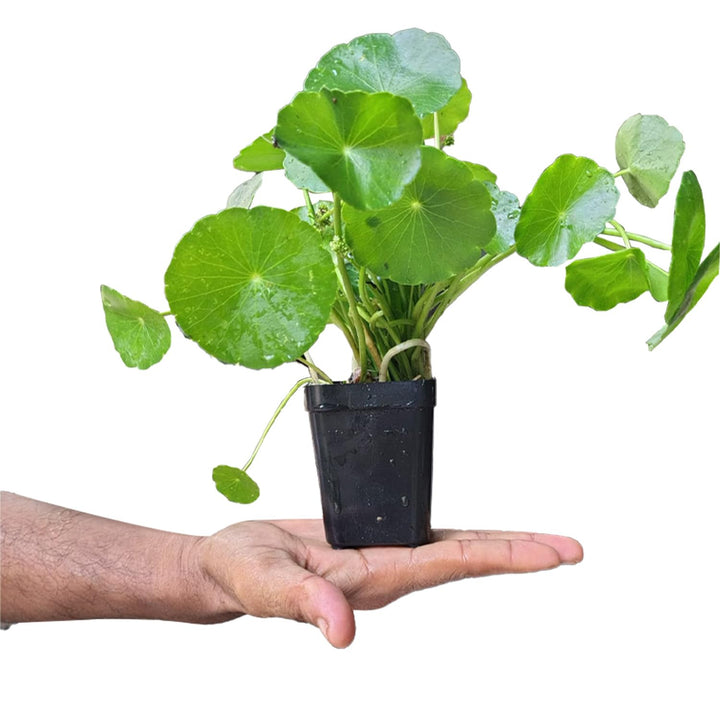 Chinese Money Plant Live Indoor Plant in Pot | Lucky Air Purifying Plant for Office Decor, Home &amp; Balcony Decoration | Easy to Grow &amp; Low Maintenance