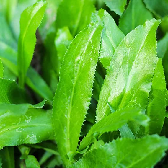 Mexican Coriander (Eryngium foetidum) | Saw Tooth / Saw Leaf Coriander | Long Coriander | Dhania Patta | Culantro | Man-dhania | Jongali Memedo | Bon Dhonia - 1 Healthy Live Plant with Pot