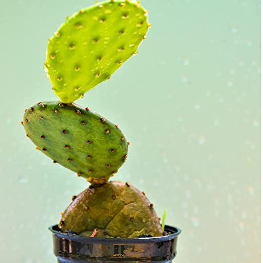 Prickly Pear Cactus | Cactus Plant Live | Cacti Plant | Summer Plant | Flowering Cactus Plant