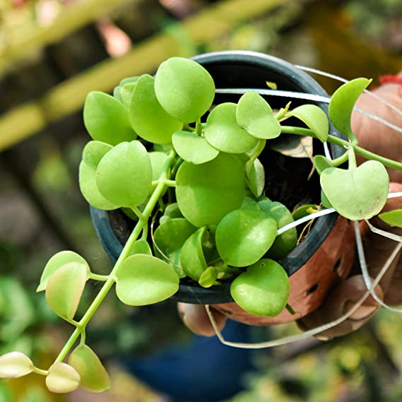 Dischidia Apple Leaf Plant | Succulent Exotic Rare Hanging Plant | Indoor Plant | 1 Healthy Live Plant with Pot