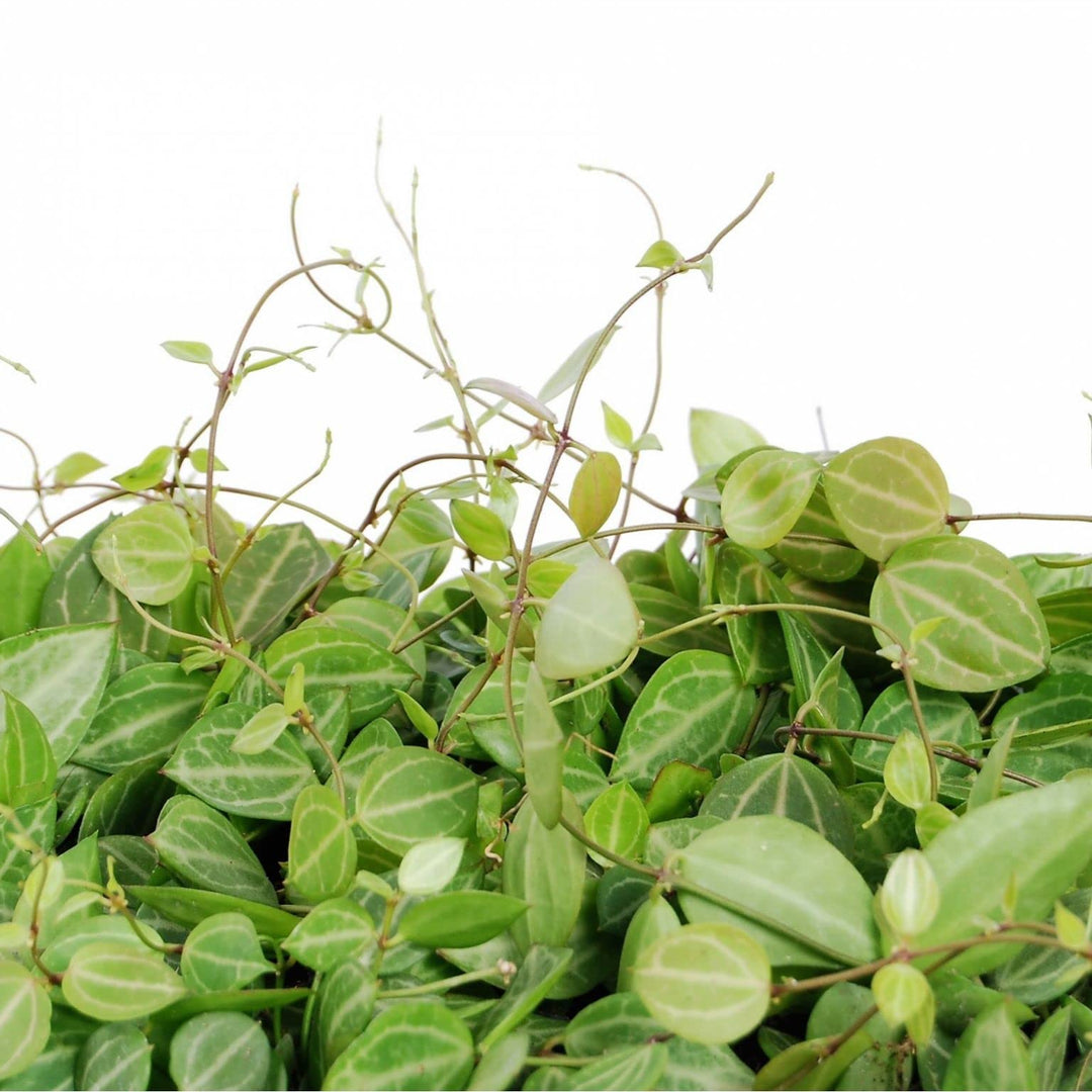 Dischidia Ovata Plant | Water Melon Ovata Plant | Collector Choice Plant Live | Excotic Rare Plant