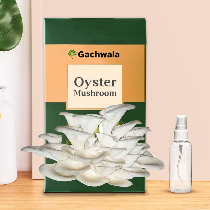 Gachwala Ready-to-Harvest Mushroom Growing Kit 1.8 Kg with Free Spray Bottle| Easy-to-Grow Mushrooms at Home