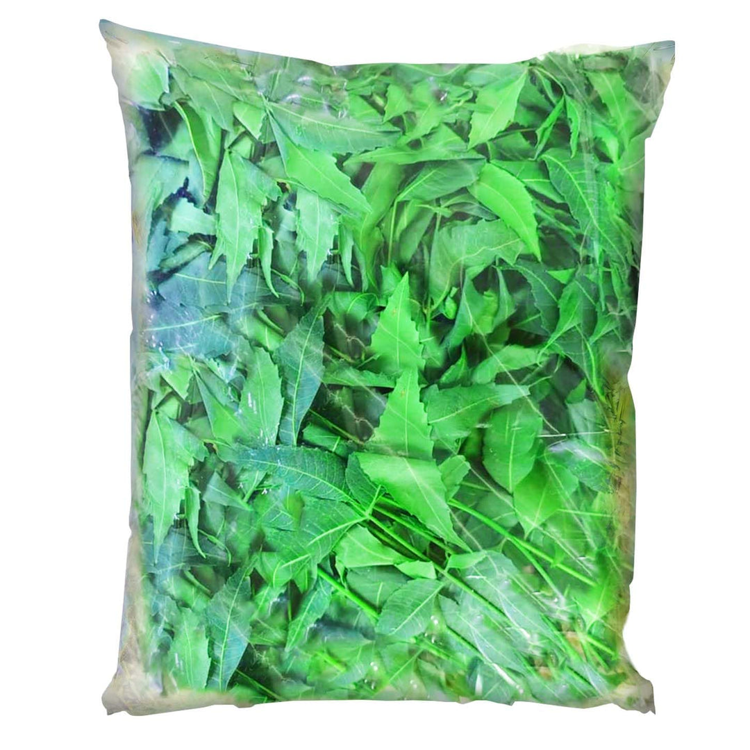 Fresh Neem Leaves (Azadirachta indica) | Ayurvedic Neem Leaves Fresh | Medicinal Plant with many Benefits | Herbal Medicinal Leaves