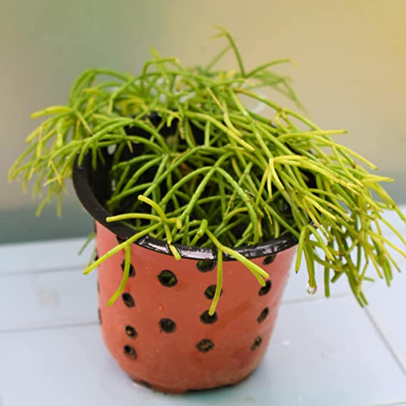 Hoya Linearis | Exotic Rare Plant | Native Hanging Plant | Indoor Plant | Houseplant | 1 Healthy Live Plant with Pot