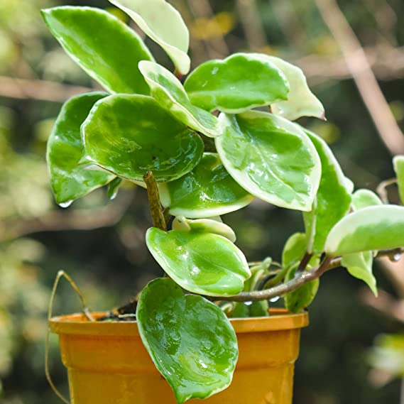 Variegated Hoya Carnosa Krimson Queen | Tricolor variegated Hoya Species | 1 Healthy Live Plant with Pot