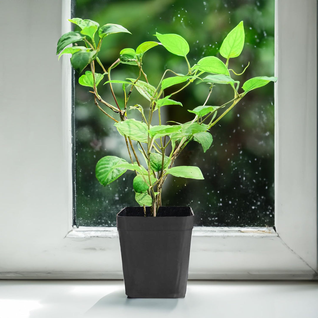 Gandha Prasarini - Paederia foetida LIVE PLANT - Skunk Vine Gandhali Paduri lata Gandha bhadulia
