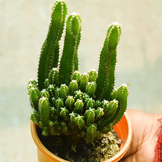 Fairy Castle Cactus (Acanthocereus tetragonus) | Triangle Cactus Plant | Summer Plant | Evergreen House Plant | 1 Healthy Live Plant with Pot
