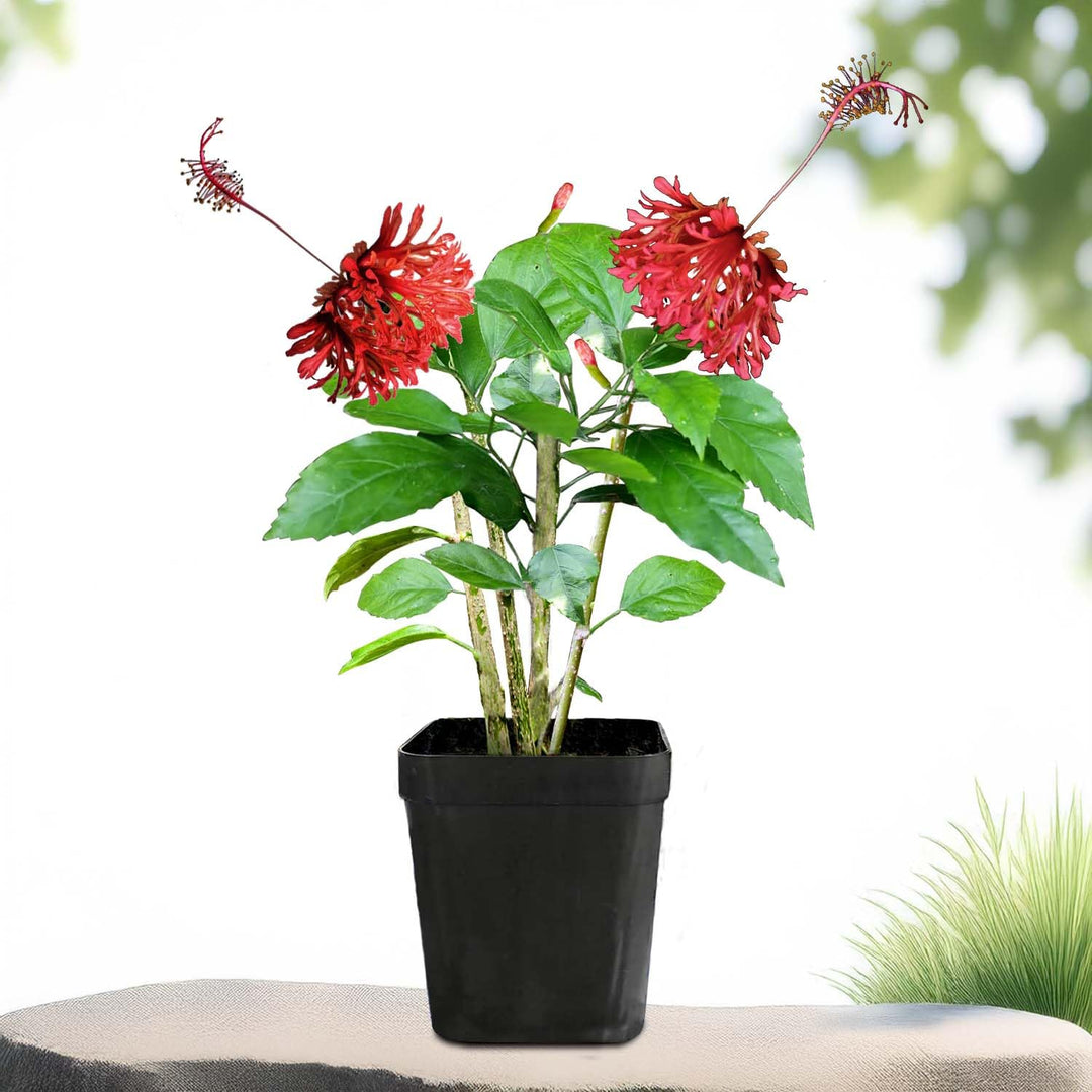 Rare Chinese Spider Hibiscus Live Plant | Unique Spider Joba with Exotic Spider-Like Blooms | Healthy &amp; Low-Maintenance Plant for Home Garden Decor