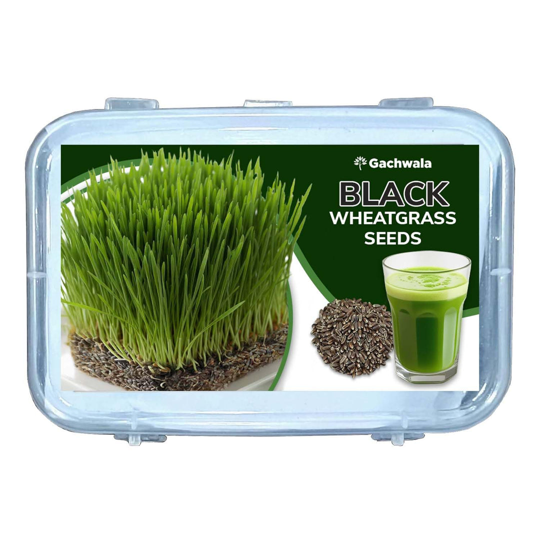 Organic Black Wheatgrass Microgreen Seeds – 100g (Approx. 1800 Seeds) | Fast Germination | Non-GMO, Heirloom, High Chlorophyll | Grow Wheatgrass Indoors for Juice &amp; Microgreens
