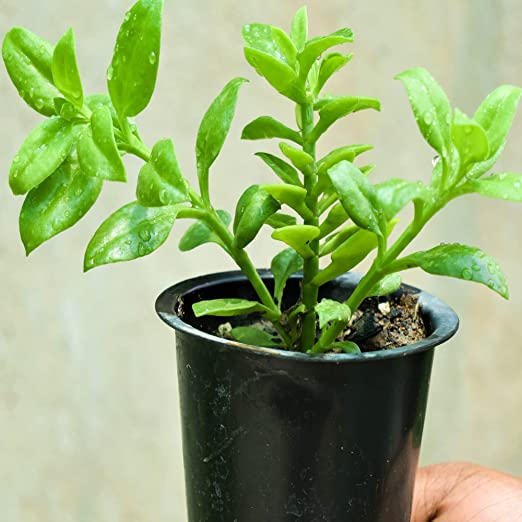Baby Sun Rose Live Plant (Aptenia cordifolia) | Hanging Plant | Heart Leaf- Ice Flowering | Purple Flower Succulent Plant- (Normal/Purple/Variegated)