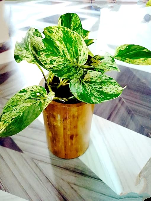 Gachwala Natural Bamboo Planter/Wooden Container - Garden Decoration Planters/Pot for Balcony - Plants Decorative Accessories (Bamboo Container with Plastic Cap (15 to 25 cm) - B8)