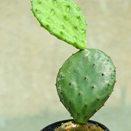 Prickly Pear Cactus | Cactus Plant Live | Cacti Plant | Summer Plant | Flowering Cactus Plant