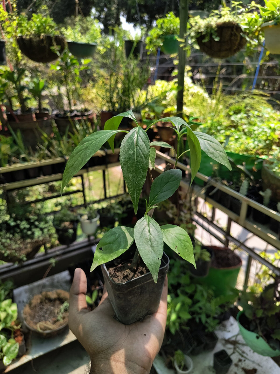 Vibrant Red Flowering Vasaka (Adhatoda vasica) - Malabar Nut, Adulsa - Ornamental Plant - Live Plant With Pot