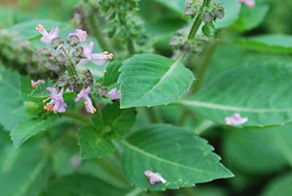 Tulsi Live Medicine/Herbal Plant (Holy Basil) for Home, Balcony, Outdoor Garden with Pot (Kapoor Tulsi)