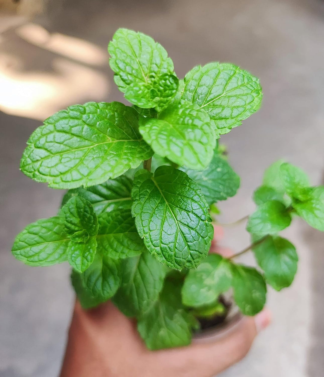 Pudina Plant Live with Pot/Mint Plant for Balcony &amp; Kitchen Garden/Peppermint Plant with Fresh Leaves/Live Mint Plants for Home Décor &amp; Gifting/Pudina Seeds Alternative