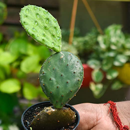 Prickly Pear Cactus | Cactus Plant Live | Cacti Plant | Summer Plant | Flowering Cactus Plant