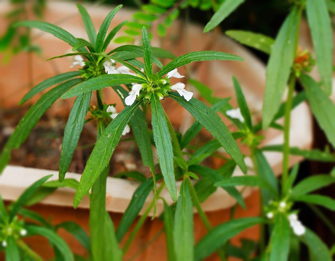 Guma Plant/Gaisha Live Plant/Thumbai | Live Leucas aspera - Used in traditional medicine | Remedy for indigestion and stomach ache