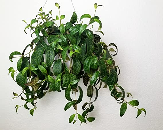 Black Pagoda Live Plant (Aeschynanthus longicaulis) | Exotic Rare Plants | Lipstick Plant | 1 Healthy Live Plant