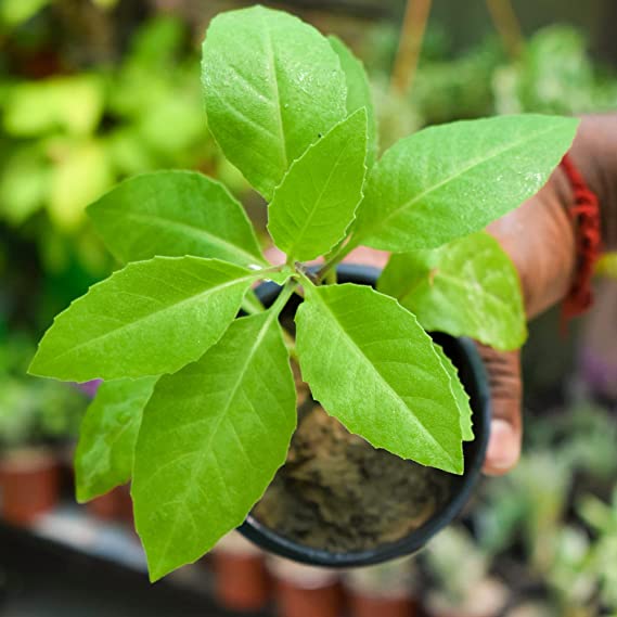 Gynura procumbens Healthy Live Plant | Diabetes Plant | Plant of Longevity | Longevity Greens | Spinach Longevity (1 Live Plant with Pot)