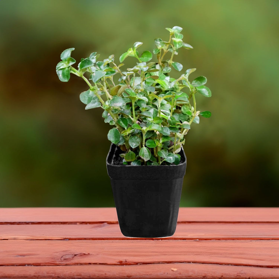 Baby’s Tears Plant with Pot – Soleirolia Soleirolii, Angel’s Tears, Friendship Plant, Mind-Your-Own-Business, Corsican Creeper – Peace in the Home &amp; Indoor Greenery