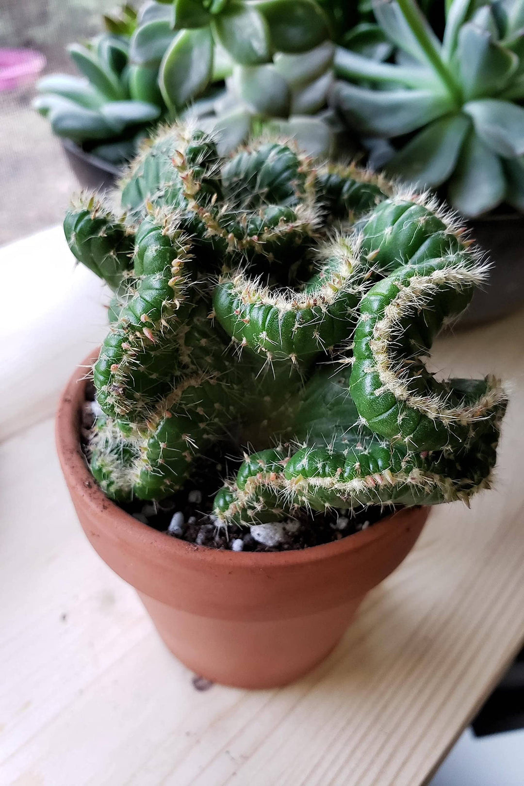 Opuntia Cylindrica Cristata Cactus (Big Size) | Emerald Idol | Exotic Rare Collectors Choice Plant