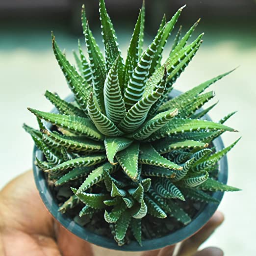 Haworthia Big Size Succulent (Haworthiopsis attenuata) | Zebra Succulent Plant Live | Summer Plant | Evergreen House Plant | Flowering Succulent Plant