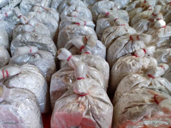 Milky Mushroom Seeds/ Spawn (200gm – 2Kg) – High Yeild Grain Based Commercial Spawn for Milky Mushroom Cultivation – White Micelium Spores