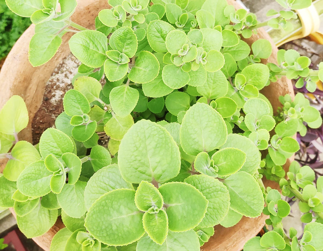 Ajwain Plant with Pot (Green )| Medicinal Plants | Herb | Plant with Pot, 5 x 10 x 5 cm, (GW-Ajwain-plant)