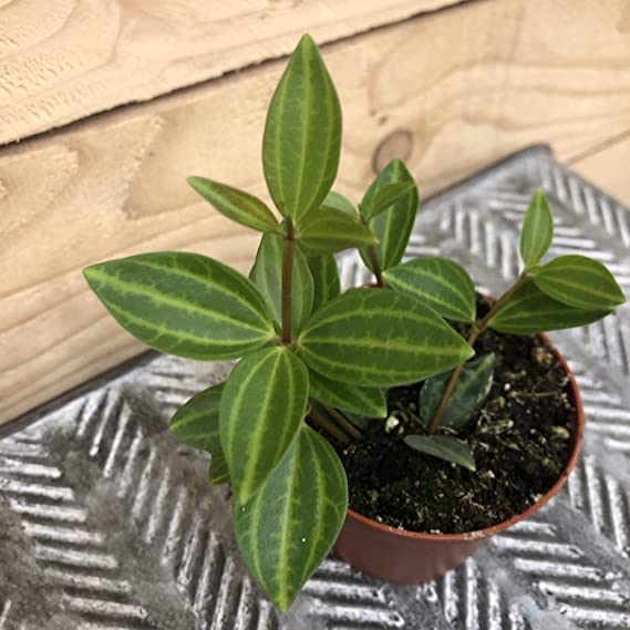 Peperomia Angulata Live Plant | Beetle Peperomia | Small House Plant with Variegated Leaves | 1 Healthy Live Plant with Pot