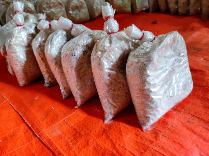 Milky Mushroom Seeds/ Spawn (200gm – 2Kg) – High Yeild Grain Based Commercial Spawn for Milky Mushroom Cultivation – White Micelium Spores