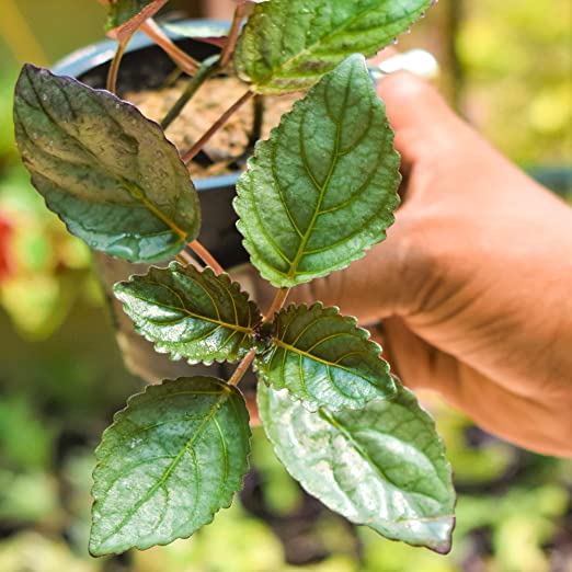 Purple Waffle Plant (Hemigraphis alternata) | Red Ivy Live Plant | Excotic Rare Plant | 1 Healthy Live Plant with Pot