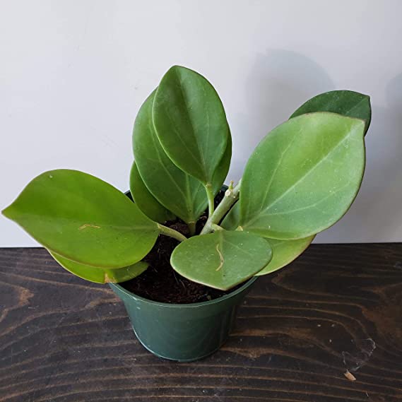 Hoya Pachyclada Plant | (Red Corona) Wax Plant Exotic Rare Indoor Plant | Plant for Garden | 1 Healthy Live Plant with Pot