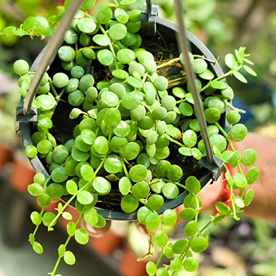 Dischidia nummularia | Button Orchid | Vining Succulent Hanging Plant | Exotic Rare Indoor Plant | 1 Healthy Live Plant with Pot