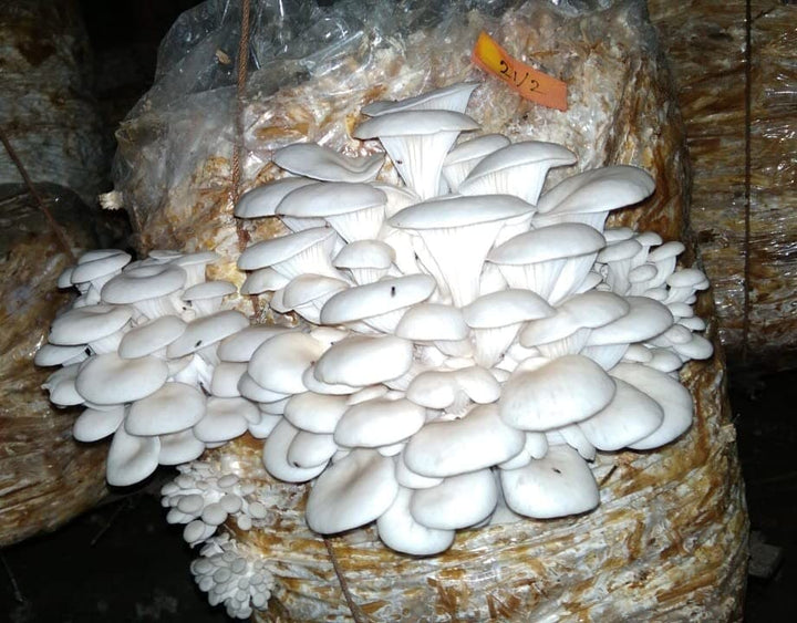Oyster Mushrooms Spawn / Seeds Approx-2Kg - Grain Based First Generation High Yield White Mycelium Spores Edible CO2 Variety (9 Packets of Spawns + 9PP)