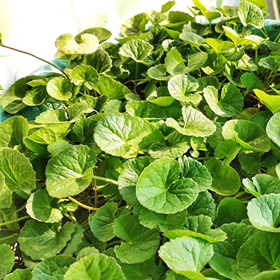 Thankuni / Thalkudi (Set of 2) - Indian Pennywort Live Healthy Plant - Asiatic Leaf Herb, Vallarai keerai and Asiatic pennywort - Medicinal Plant