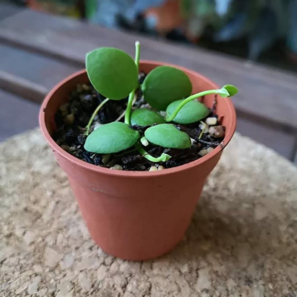 Dischidia Platyphylla | Ant Plant | Kangaroo Pocket Live Plant | Excotic Rare Plant (Dischidia Platyphylla)- Small