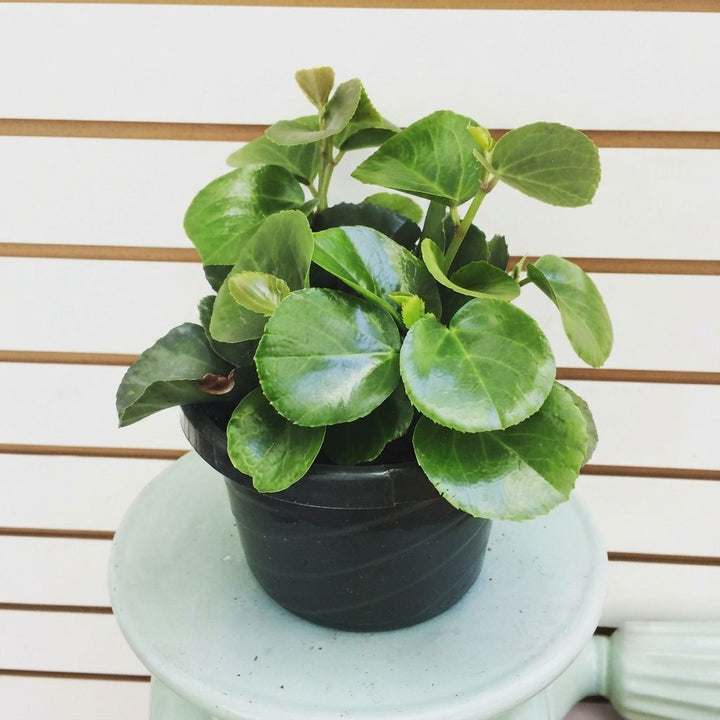 Arabian Wax Plant | Ivy Plant | Cissus Rotundifolia | Decorative Succulent Vine Plant | Hanging Plant