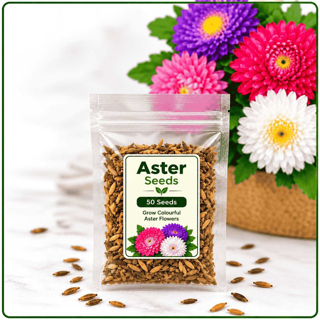 Aster Seeds – 50 Seeds for Growing Colourful Aster Flowers at Home &amp; Garden | Healthy Seeds