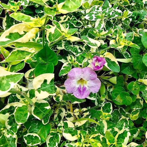 Asystasia Gangetica - Variegated/ Variegata, Chinese Violet, Coromandel, Creeping Foxglove (1 Healthy Live Plant)