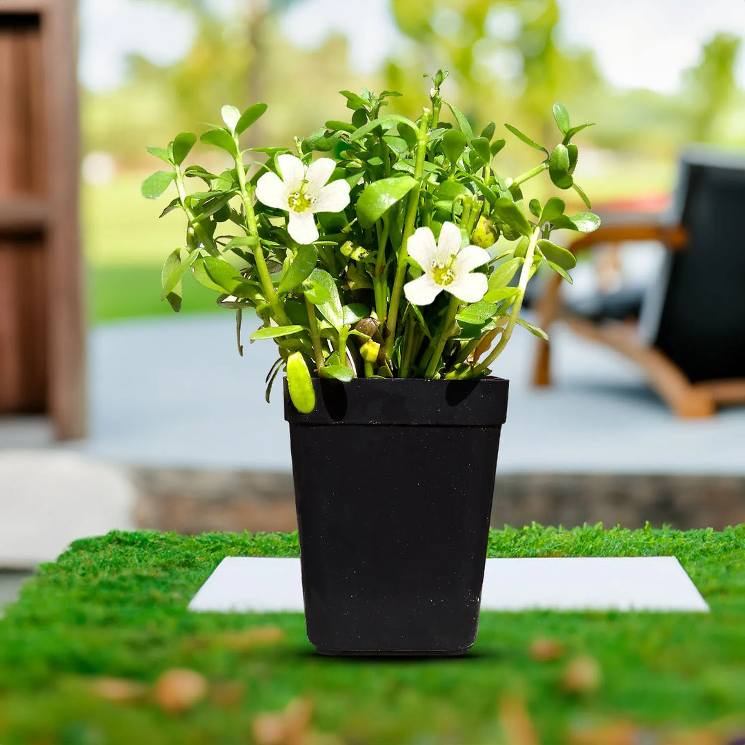 Brahmi Plant Live with Pot (25-30 Strings) - Medicinal Plants for Home Garden Herbs - Bacopa Monnieri/Water Hyssop/Thyme-Leafed Gratiola/Herb of Grace Ayurvedic Plants