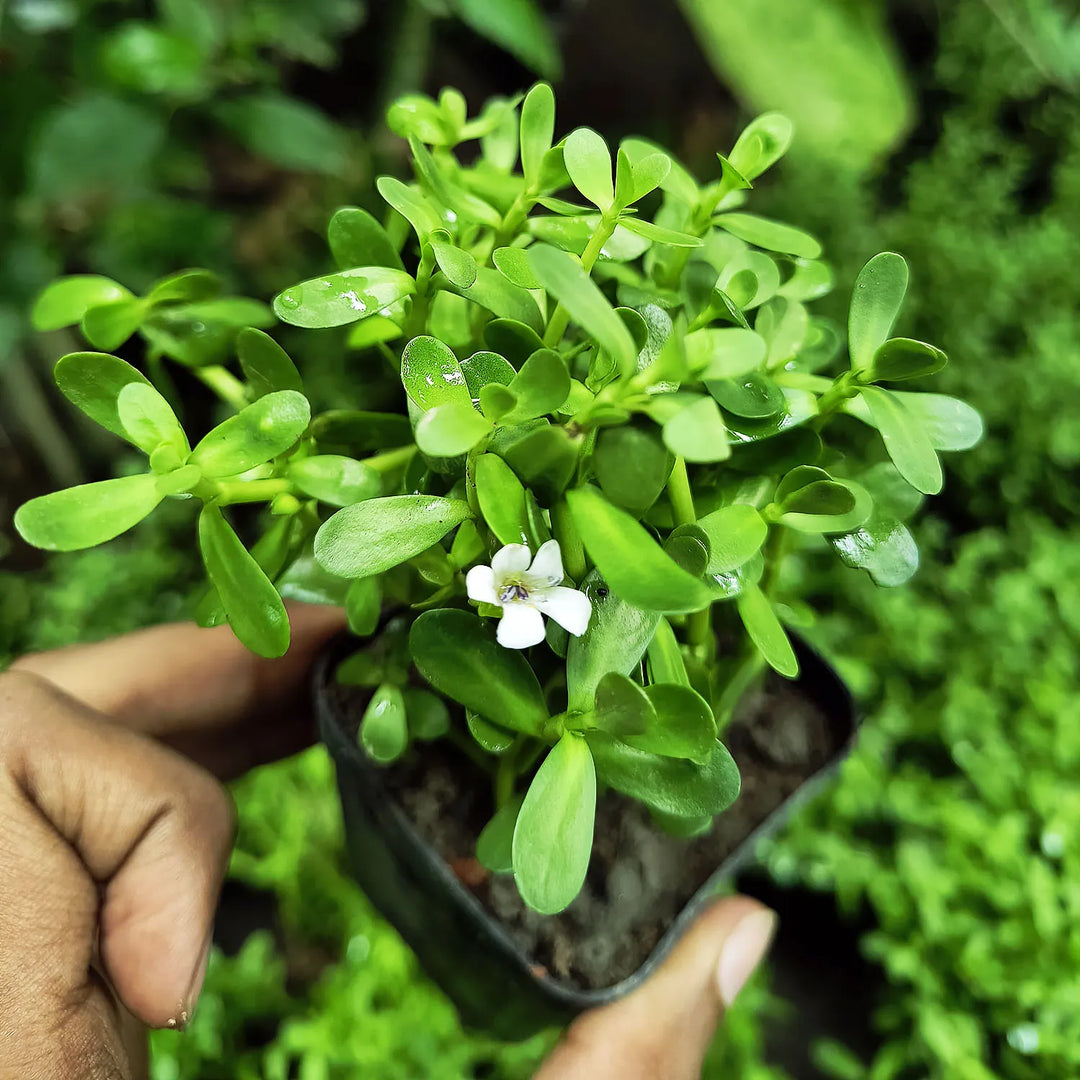 Neer Brahmi Plant Live | Bacopa Monnieri | Brahmi Plant with Pot | (25-30 Strings with Pot)