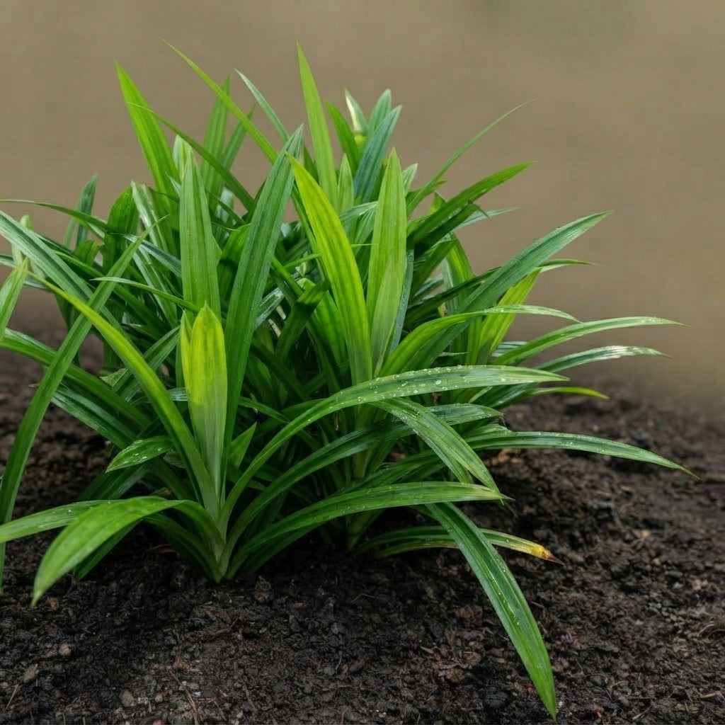 Payesh Pata Plant – Pandan Leaf, Basmati Plant, Rambha | Pandanus amaryllifolius Live Plant