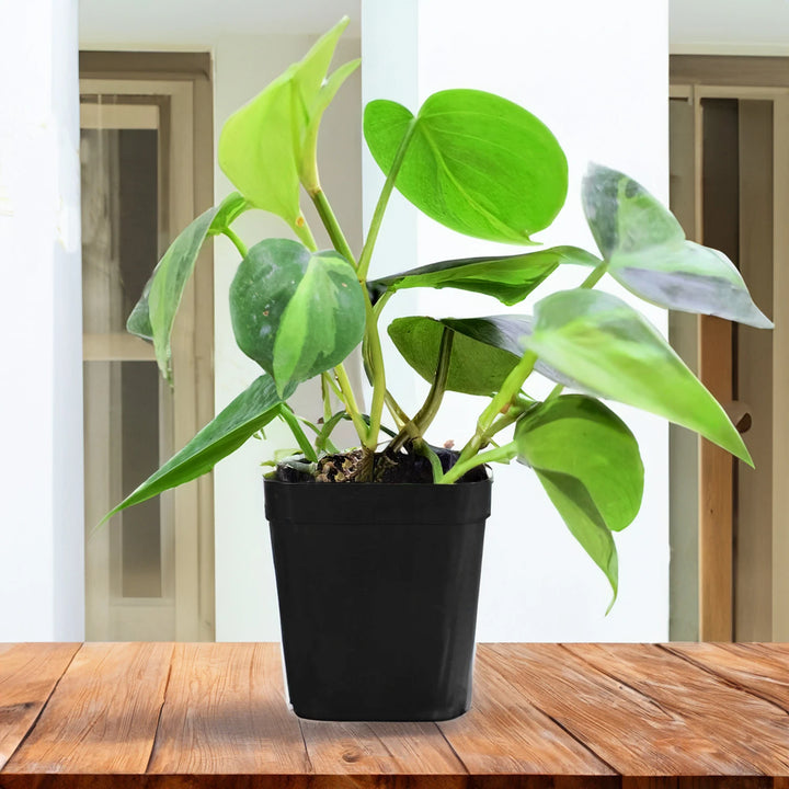 Philodendron Brasil | Brasil Money Plant | Hanging Plant | Decor Plant for Indoor and Garden | Luck Bringing Table Plant | 1 Healthy Live Plant with Pot