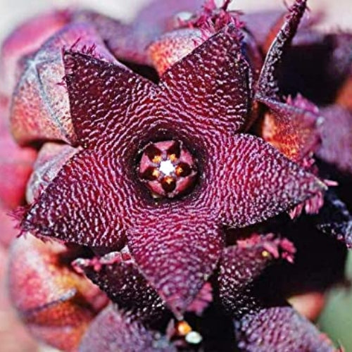Caralluma Arabica (Drak Brown Flower) live Plant | Collector Choice Plant Live | Excotic Rare Plant