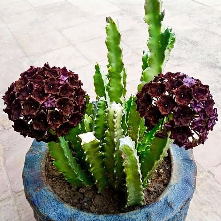 Caralluma Arabica (Drak Brown Flower) live Plant | Collector Choice Plant Live | Excotic Rare Plant