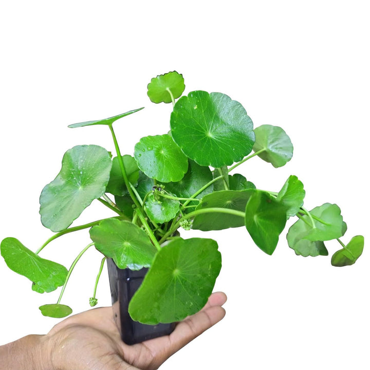 Chinese Money Plant Live Indoor Plant in Pot | Lucky Air Purifying Plant for Office Decor, Home &amp; Balcony Decoration | Easy to Grow &amp; Low Maintenance