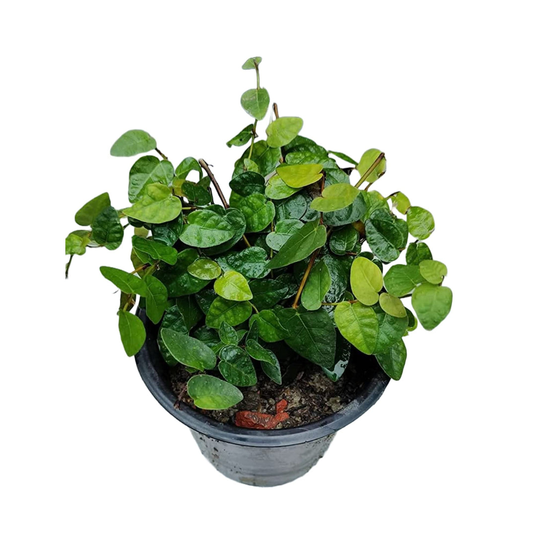 Chipkali Bel Climber &amp;amp; Creeper plant | Ficus Repens | Creeping Fig | Big Bushy plant